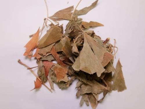 Ginkgo leaf