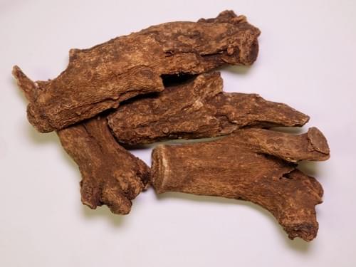 Saussurea Lappa