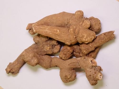 Atractylodes Rhizome