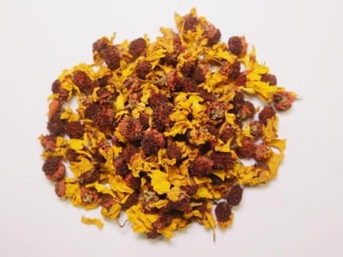 Coreopsis Tinctoria Flower