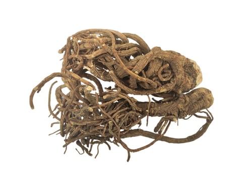 Japanese Angelica Root