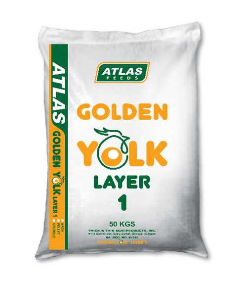 Golden Yolk Layer 1