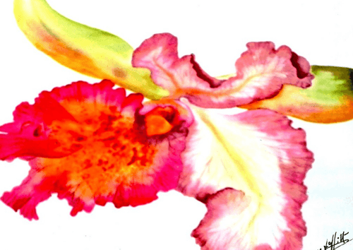 Orchidée