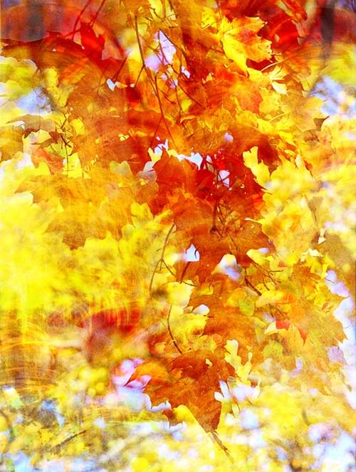 Autumn Leaves