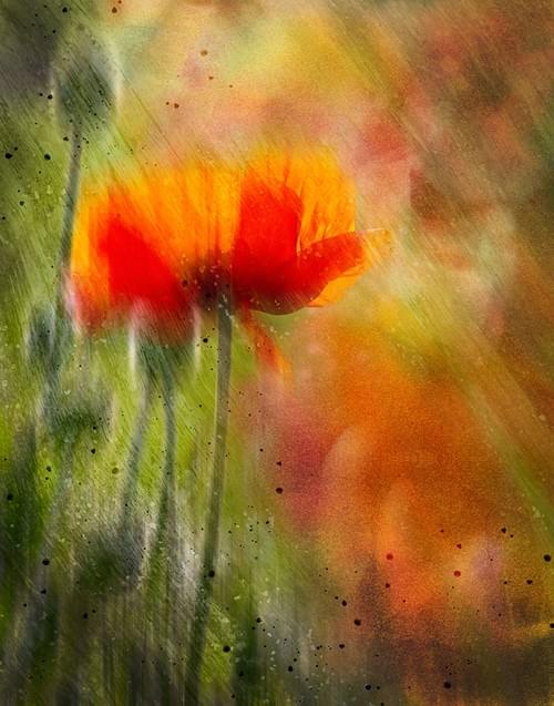 Poppy