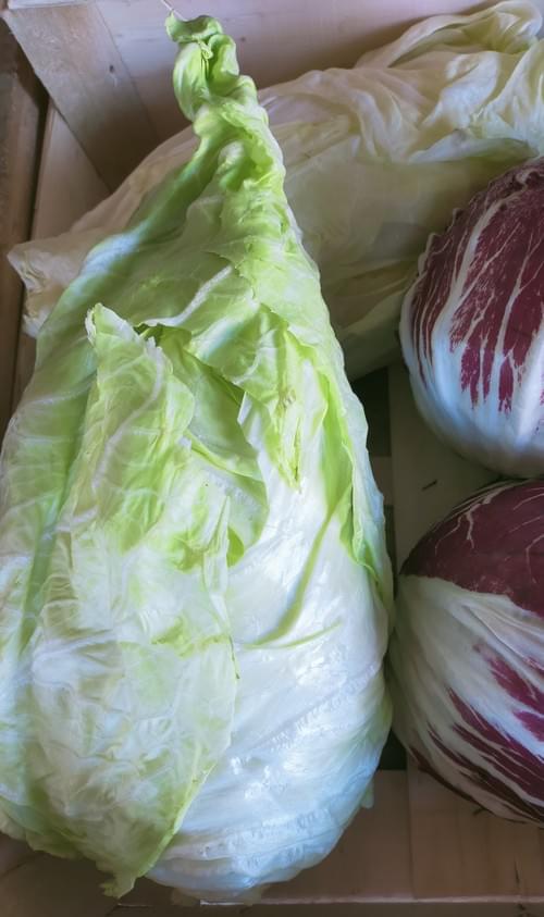 Chicorée pain de sucre blanche Bio au Kg