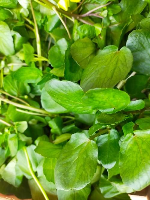 Bouquet de Cresson 300g