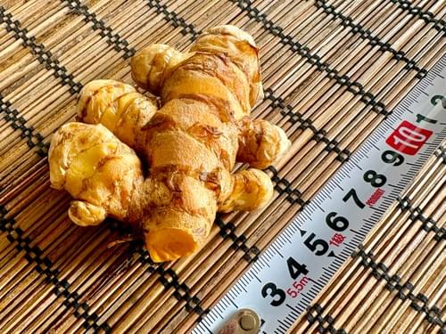 フレッシュターメリック(税・送料込)※北海道・東北・沖縄以外向け