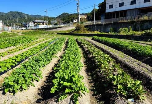 冬野菜おまかせセット2500(送料・税込)※北海道・沖縄以外