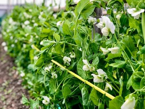 4/19(日)講座『旬野菜とスパイスを楽しむ会 22 』お申込みフォーム