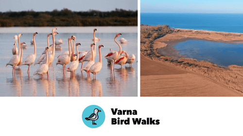 Зимна магия с фламинги! - Varna Bird Walks - 07.12 - Втора разходка (Няма места)