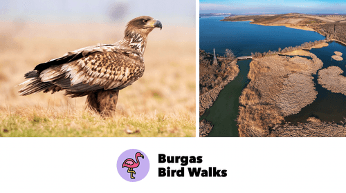 Властелинът над водата! - Burgas Bird Walks - 13.12