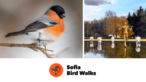 Празнични чудни червенушки! - Sofia Bird Walks - 20.12 - Първа разходка (Няма места)