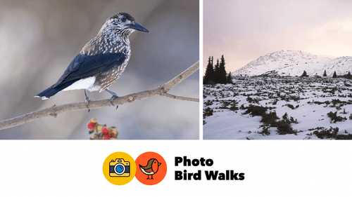 Сокерица-скица! - Photo Bird Walks - 13.12