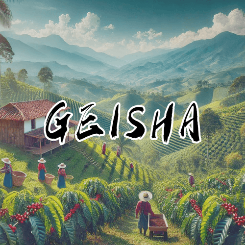 Panama Geisha Ninety Plus Volcan Valley