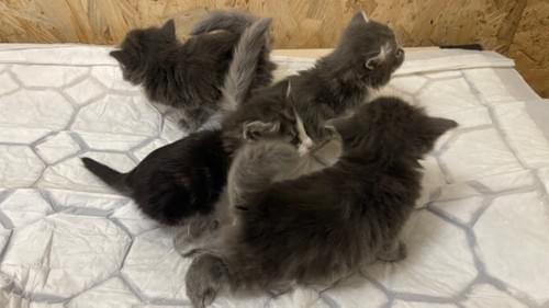 Naissances de chatons le 31 janvier 2023