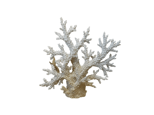 Coral de Resina