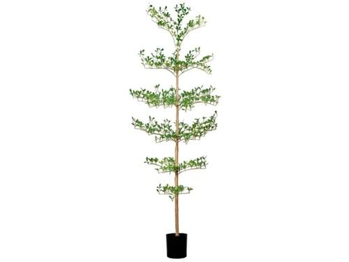 Olivo negro de 1.8 m
