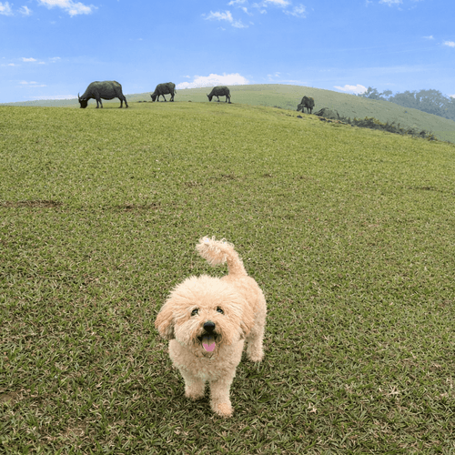 北海岸私房秘境~超酷隱藏海鮮美食與媽祖呷辦桌.桃源谷青青草原山海步道與牛同行1日