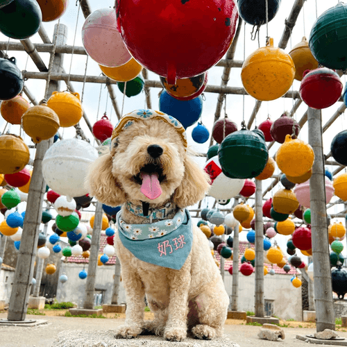 澎湖吃好玩好!台版馬爾地夫.龍蝦島抓龍蝦.寓教於樂種珊瑚.網美秘境石滬.豪華海鮮餐4日