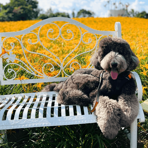 季節限定!彰化虎山巖金色山脈金針花季.網美別有洞天咖啡莊園水管景觀餐廳1日