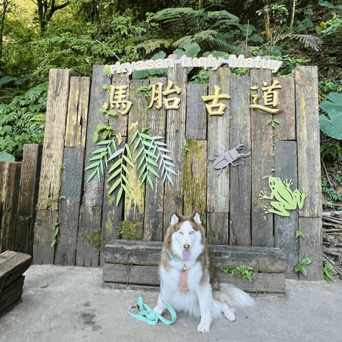 新竹森林秘境~超人氣好評日見森嵐景觀餐廳賞櫻.尖石馬胎古道森呼吸.內灣老街散策1日