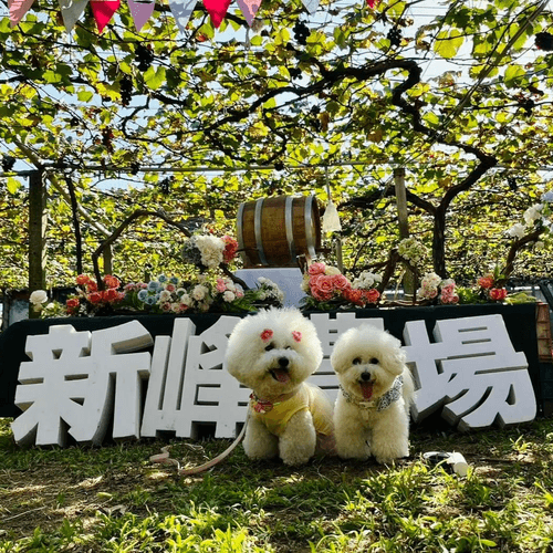 季節限定!台中安妮公主花園⽩雪⽊花海落⽻松.吉⼘⼒⼩屋.新峰農場葡萄樹浪漫下午茶1日