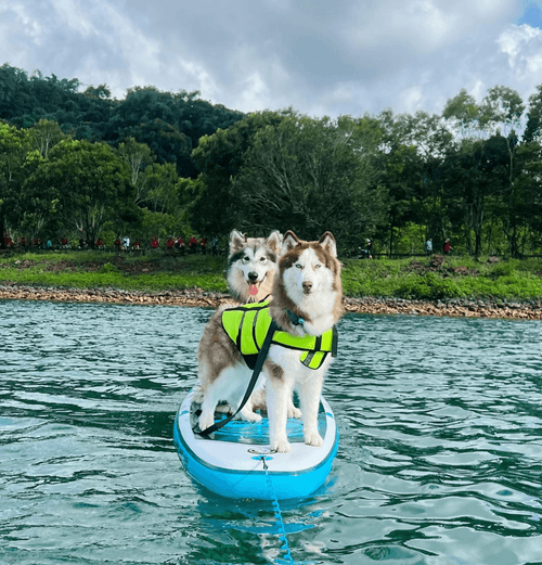 最美日月潭日出SUP!超好玩百果山恐龍樂園.盆地金針花.阿爸食堂.伊達邵力麗哲園2日