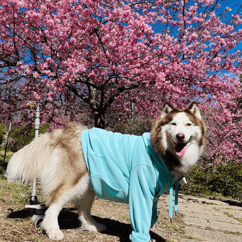 春節快樂!一期一會最美粉紅佳人!武陵農場台灣第一櫻.超好評質感美宿甯夏新館2日