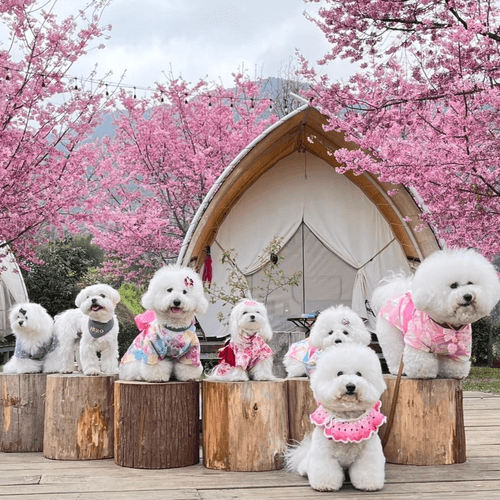 季節限定泰雅櫻花季!新竹秘境蟬說霧繞豪華露營賞櫻一泊四食.雲海上的部落餐桌2日