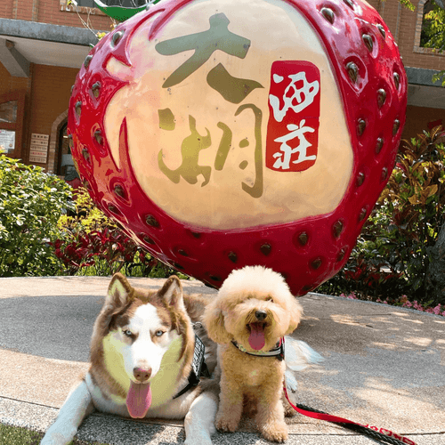 苗栗大湖草莓!秒飛美國三號ROUTE 3公路餐廳.大湖酒莊.穿越時光竹南蛇窯1日