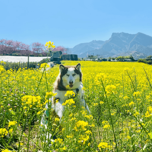 草坪頭櫻花季~玉山茶園秘境賞櫻油菜花.粉紅山丘夢幻粉紫麝香木花海.泡麵土地公2日