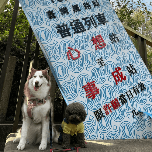 苗栗採橘去~秒飛濟州橙香森林.秘境日新島.超好評私房料理.彩虹百年隧道1日