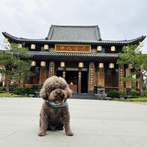 宜蘭走走~超好評漁港直送最鮮二魚咖啡.日式最美北后寺.宜農牧場找萌寵.愜意梅花湖1日