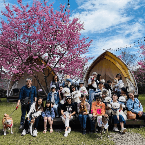 明星保母車出發!泰雅櫻花季~上帝部落司馬庫斯.蟬說霧繞一泊四食.秘境日見森嵐3日