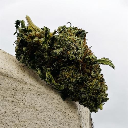 GMO Cookies Small Buds | Indica $60/oz |
