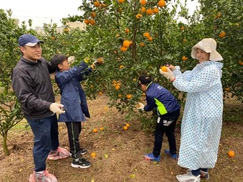 採果體驗預約（2025年採果已結束，2026年再見🫶）