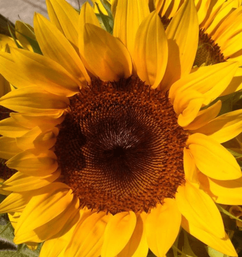 Girasol Orit