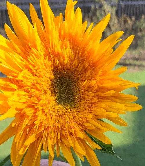 Girasol Double Quick Orange