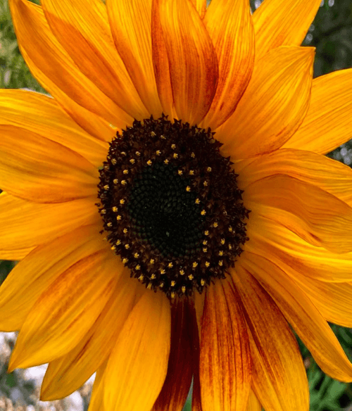 Girasol Claret