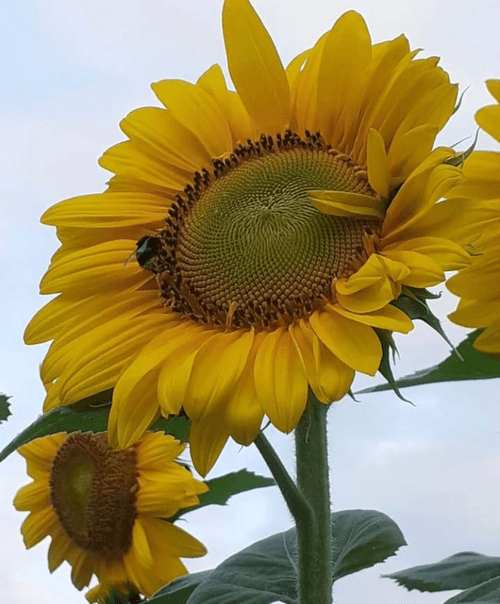 Girasol Luminoso Max TD