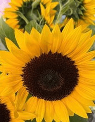 Girasol Jua Maya TD