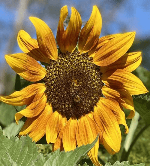 Girasol Music Box