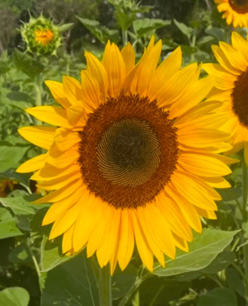 Girasol Dorit TD