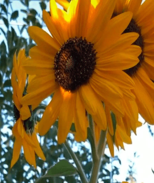 Girasol Cutting Gold
