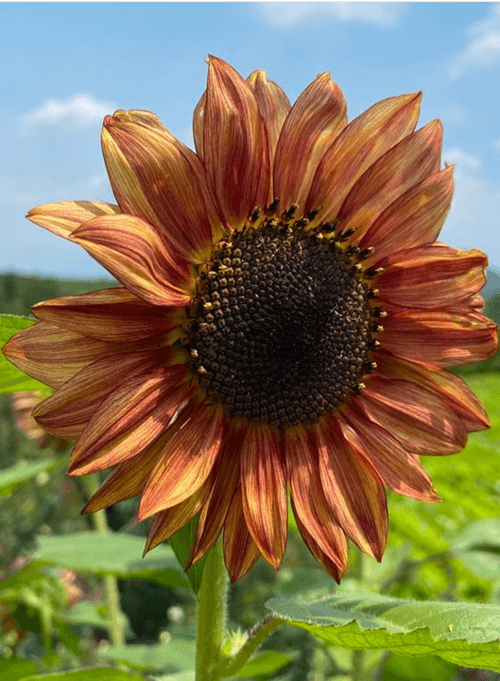 Girasol Earthwalker