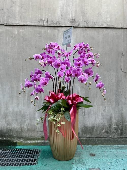 賀喜蘭花12株