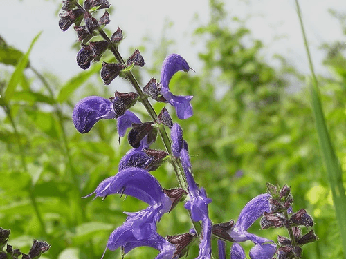 MAIN VERT ET MAIN BLEUE (Pépinière pour jardins secs)