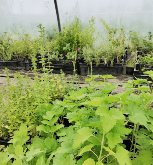 GRAINE DE VIE (Plants et semences de plantes aromatiques, médicinales, tinctoriales, à parfum, ...)