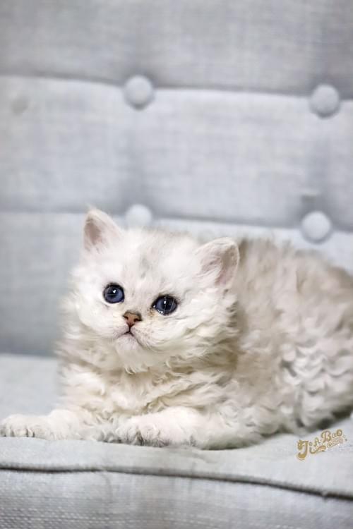 銀漸層賽爾凱克捲毛貓|男孩